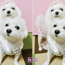 베지베비