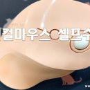 마우스수리나라