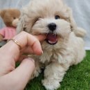 호텔아이 | 부천 심곡동강아지분양, 우리 집 행복을 더할 소중한 가족 맞이하기