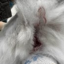 고양이 자궁축농증 아프리카동물메디컬센터 치료 후기(고양이 생식기 피)