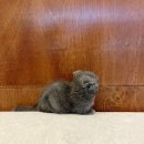 프리펫 강아지분양 고양이분양 천안본점 이미지