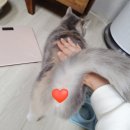 펫# | 고양이 펫시터 후기 (펫봄 수수료, 비용, 할인쿠폰)