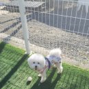 경포딩가펜션 이미지