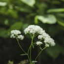 명당6길 이미지