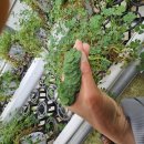 클로버농장 이미지