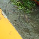 파타야B 이미지