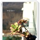 까라솔