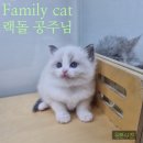 산들캣 | 여수고양이분양(아기냥) 패밀리캣으로 오세요^^