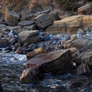 제주 서귀포층 패류화석 산지 이미지