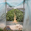 김순영 농장 이미지