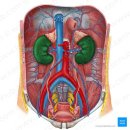 the anatomy of the kidneys -Jana Vasković, MD 이미지