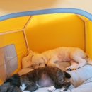 플레이독 남양주점 네이버블로그