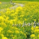 봄 여행지 - 서산 해미읍성 유채꽃 이미지