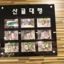 릴리펫 이미지