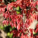 배롱나무거리 이미지