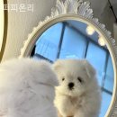 퍼피온리 이미지