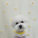 땡글하개 이미지