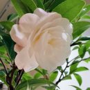 매향농장 이미지