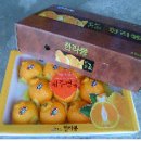 명품한라봉