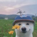 아더샵