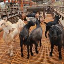 노암농장 이미지