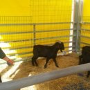 용염소농장 이미지