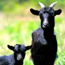 개구리목장 이미지