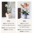 연리지인연일공팔 | 상견례 선물 필수 문구 및 반응 좋았던 서양난 내돈내산 추천 후기