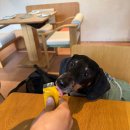 감자장군이네 수제간식 | [반려견 수제 간식] 소형견 반려견 간식 추천, 감자장군이네 수제간식