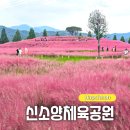 체육공원길(중로2-4) | 합천 가을 꽃구경 명소 신소양체육공원 핑크뮬리 코스모스 개화 상황