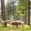 알파카월드 이미지