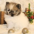 도그마루 강아지고양이 평택점 이미지