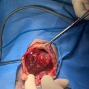 한국동물병원(산업동물에 대한 출장진료를 전문으로 함) | 고령 소형견의 간세포암(Hepatocellular Carcinoma) 절제술과 표적항암치료를 통한 장기 관리 증례