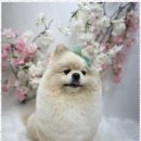 애견미용 이미지