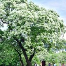 신나는머리나라 이미지