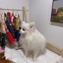 (주)스테이13 | 반려견과 함께하는 경주한옥펜션 추천 - 감성 넘치는 경주오루한옥스테이 숙박후기