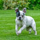 탑동물병원 이미지