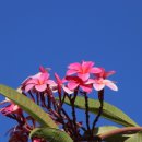 플루메리아 민박 이미지