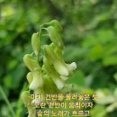 밀향 이미지