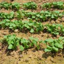 순조농장 이미지