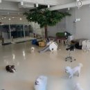 메리펫 애견유치원 | 우리 아이 반려견을 위한 메리펫애견유치원 선택 가이드