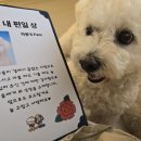 꼬순내유치원 | 청주 강아지유치원 애견유치원 바둑이연구소 어버이날 이벤트, 감동의 발도장 감사패🐾