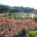 장미원입구 이미지