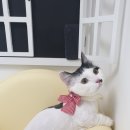 스완코코 이미지