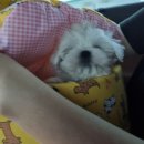 신영구와땡칠이 이미지