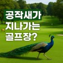 기린골프아카데미 | “공작새와 함께 라운드? 세계 친환경 골프장의 매력 정리”
