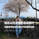 대륜동-4 | 제주 서귀포 벚꽃축제 후기 대륜동 첫날 현장 분위기와 개화상태