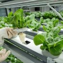 스마트팜 이미지