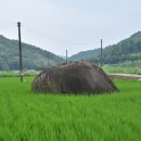 은곡리 1호 이미지