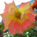 엄한의원 이미지